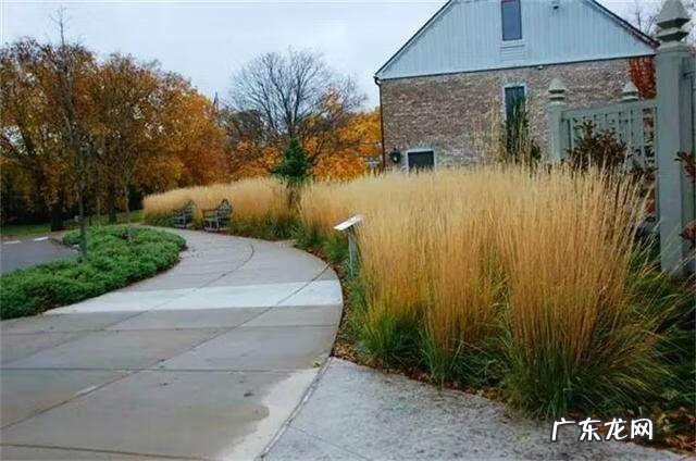 通天草花卉 通天草