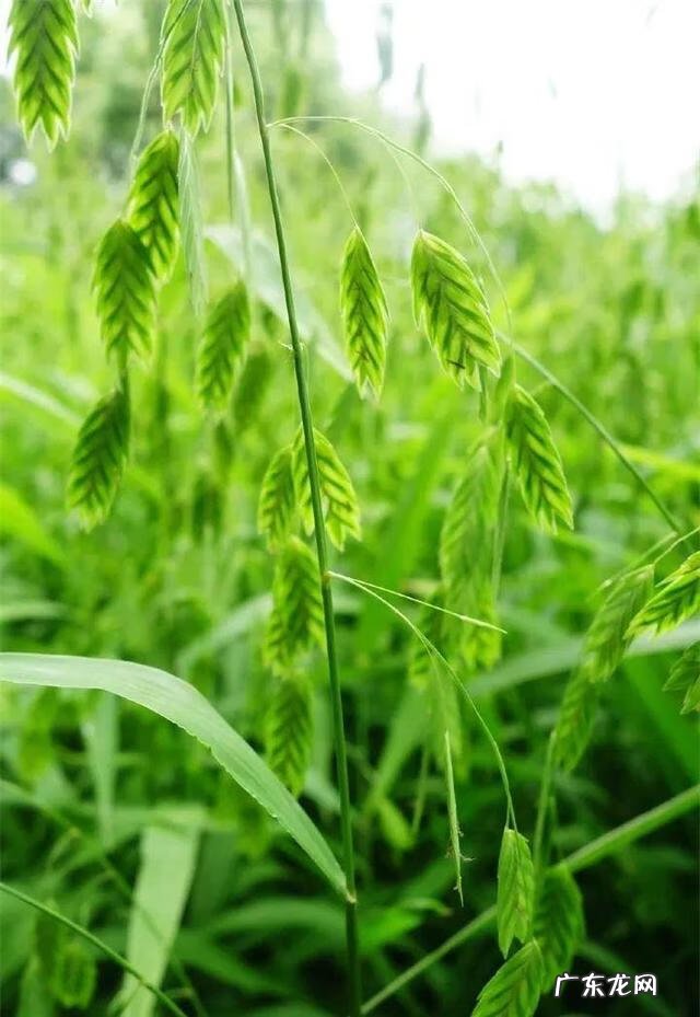 通天草花卉 通天草