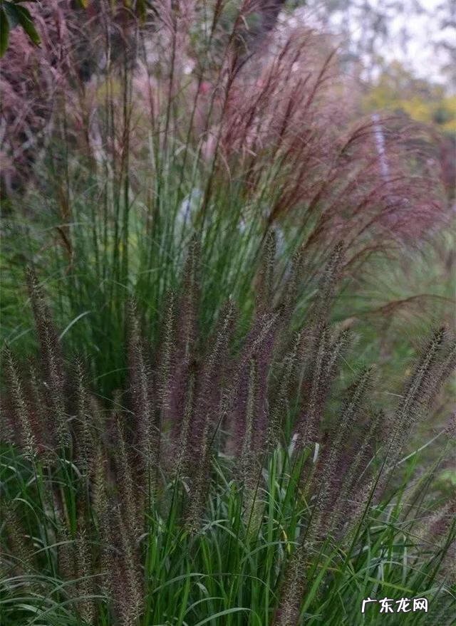 通天草花卉 通天草