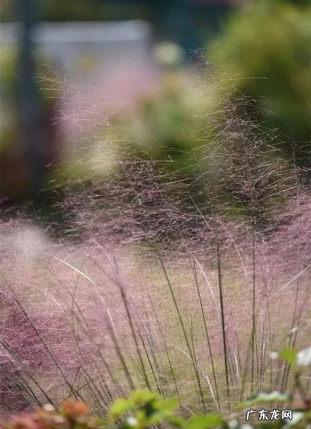 通天草花卉 通天草