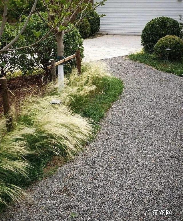 通天草花卉 通天草