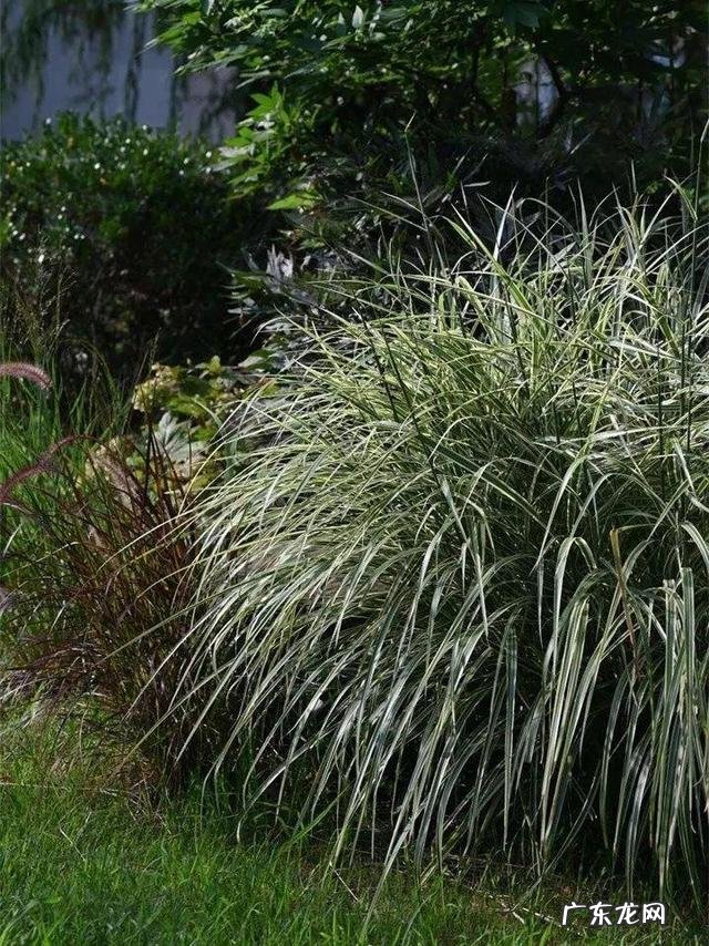 通天草花卉 通天草