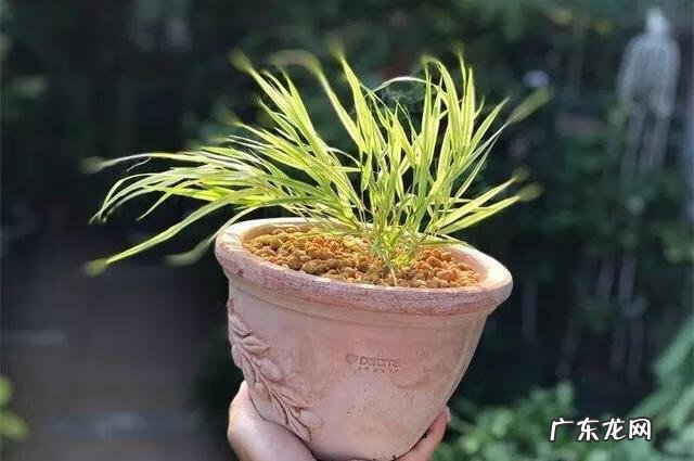 通天草花卉 通天草