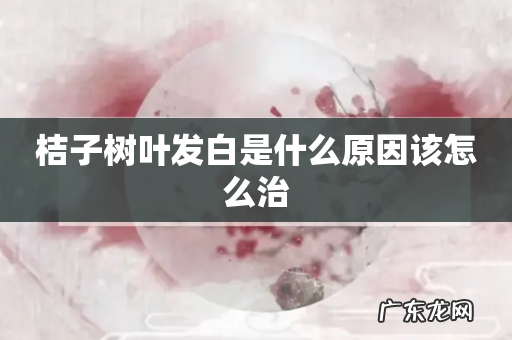 桔子树叶发白是什么原因该怎么治