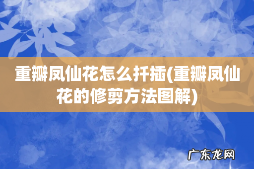 重瓣凤仙花的修剪方法图解 重瓣凤仙花怎么扦插