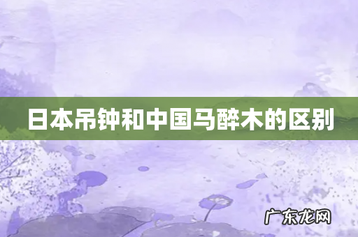 日本吊钟和中国马醉木的区别