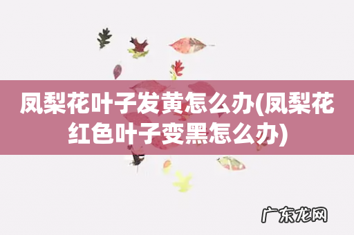 凤梨花红色叶子变黑怎么办 凤梨花叶子发黄怎么办