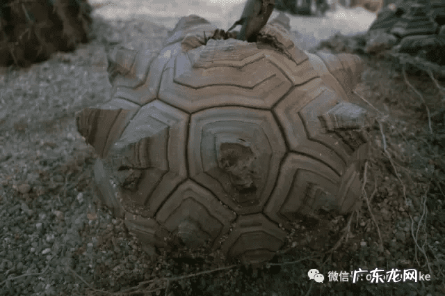 多肉龟甲龙价格 多肉龟甲龙