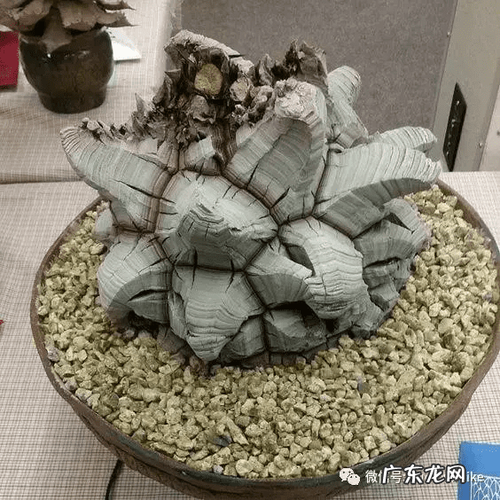 多肉龟甲龙价格 多肉龟甲龙