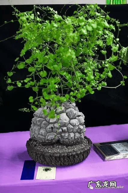 多肉龟甲龙价格 多肉龟甲龙