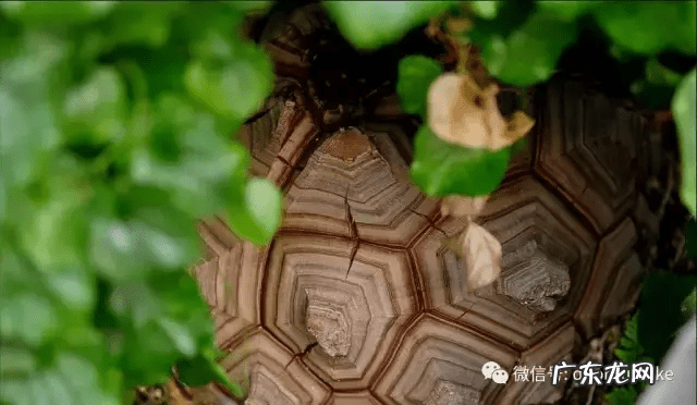 多肉龟甲龙价格 多肉龟甲龙