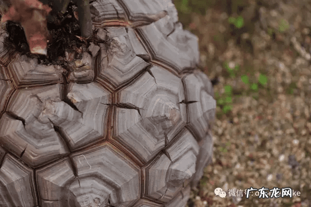 多肉龟甲龙价格 多肉龟甲龙