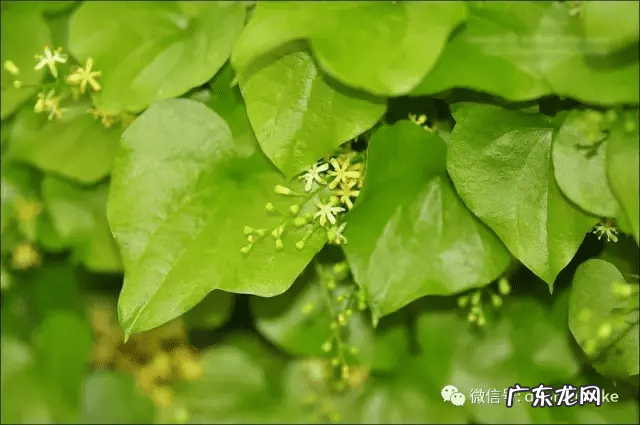 多肉龟甲龙价格 多肉龟甲龙