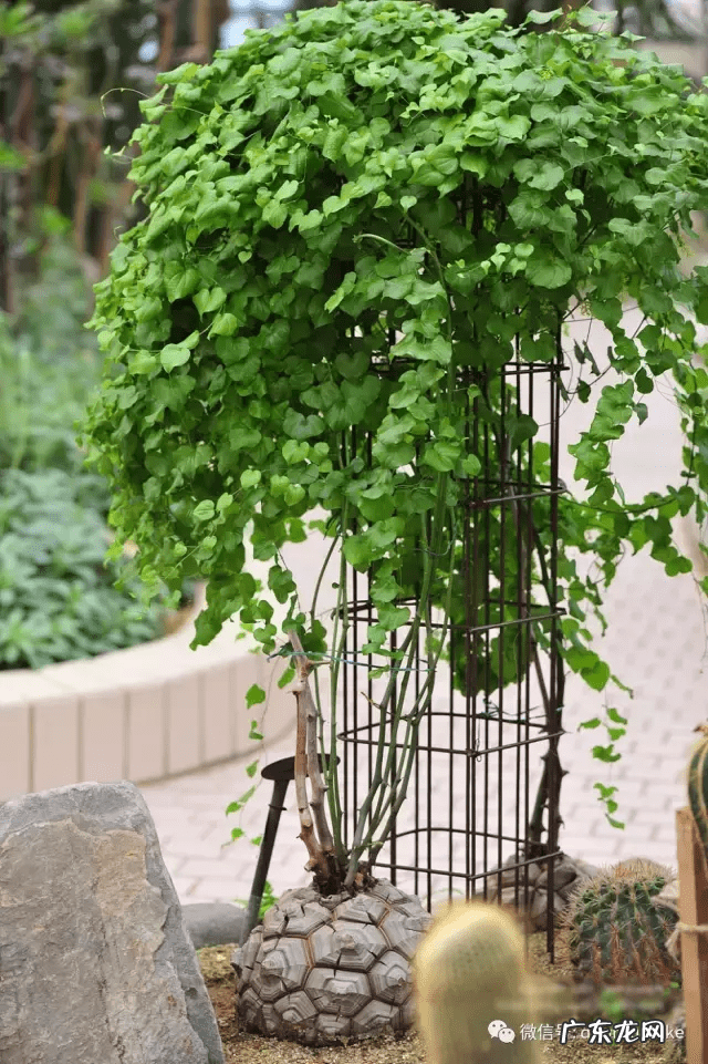 多肉龟甲龙价格 多肉龟甲龙
