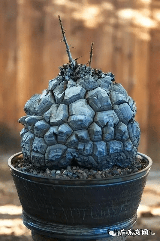 多肉龟甲龙价格 多肉龟甲龙