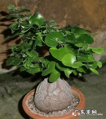 多肉龟甲龙价格 多肉龟甲龙