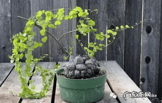 多肉龟甲龙价格 多肉龟甲龙