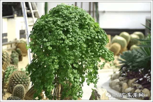 多肉龟甲龙价格 多肉龟甲龙