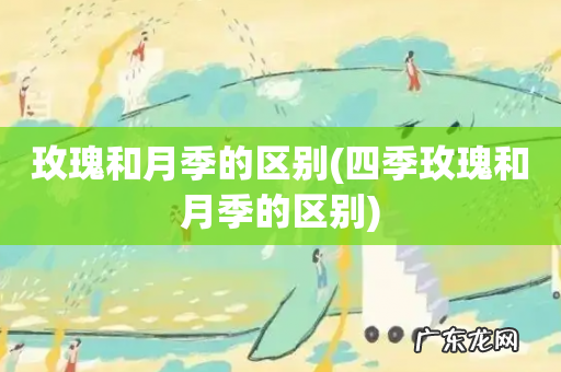 四季玫瑰和月季的区别 玫瑰和月季的区别