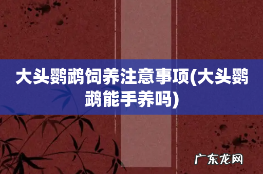 大头鹦鹉能手养吗 大头鹦鹉饲养注意事项