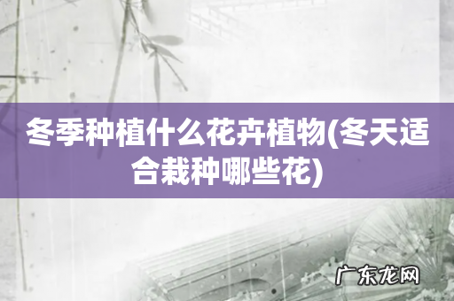 冬天适合栽种哪些花 冬季种植什么花卉植物