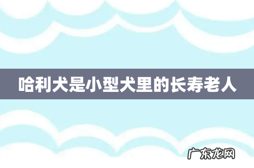 哈利犬是小型犬里的长寿老人