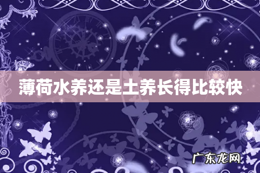 薄荷水养还是土养长得比较快