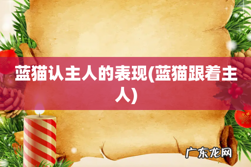 蓝猫跟着主人 蓝猫认主人的表现