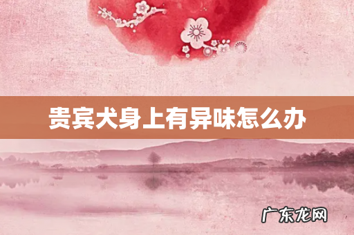 贵宾犬身上有异味怎么办