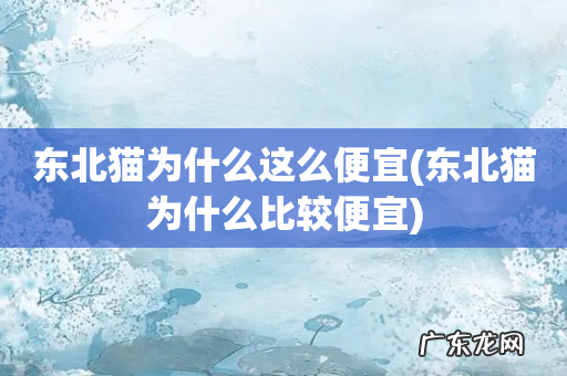 东北猫为什么比较便宜 东北猫为什么这么便宜