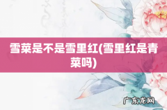 雪里红是青菜吗 雪菜是不是雪里红