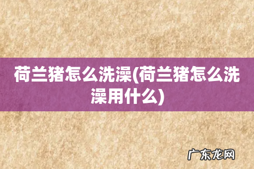 荷兰猪怎么洗澡用什么 荷兰猪怎么洗澡