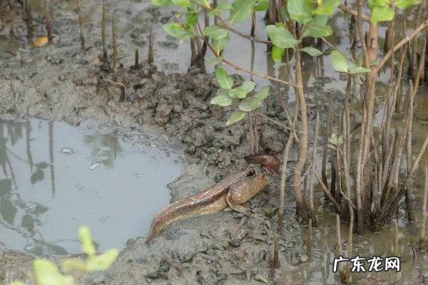 唱唱跳跳小鱼快跑 小鱼跳跳跳