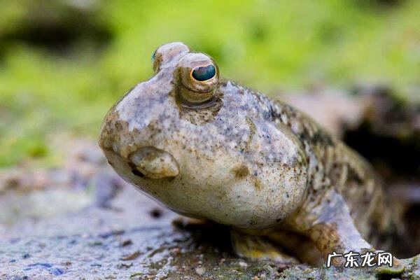 唱唱跳跳小鱼快跑 小鱼跳跳跳
