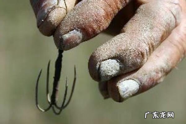 唱唱跳跳小鱼快跑 小鱼跳跳跳