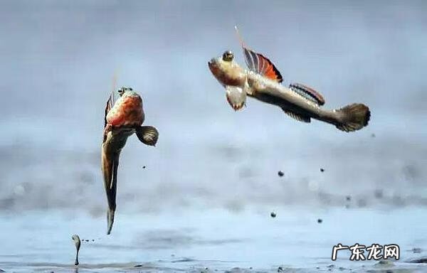 唱唱跳跳小鱼快跑 小鱼跳跳跳