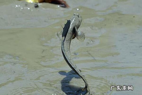 唱唱跳跳小鱼快跑 小鱼跳跳跳