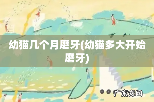 幼猫多大开始磨牙 幼猫几个月磨牙