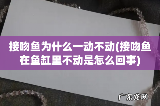 接吻鱼在鱼缸里不动是怎么回事 接吻鱼为什么一动不动