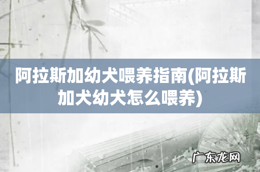 阿拉斯加犬幼犬怎么喂养 阿拉斯加幼犬喂养指南