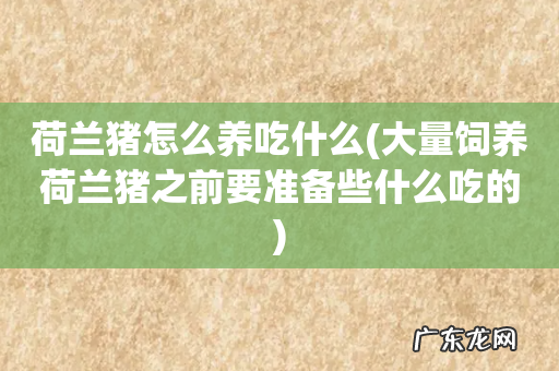 大量饲养荷兰猪之前要准备些什么吃的 荷兰猪怎么养吃什么