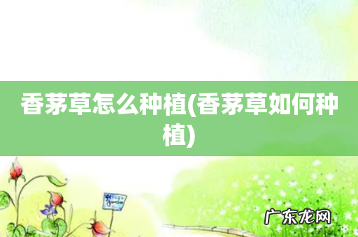 香茅草如何种植 香茅草怎么种植