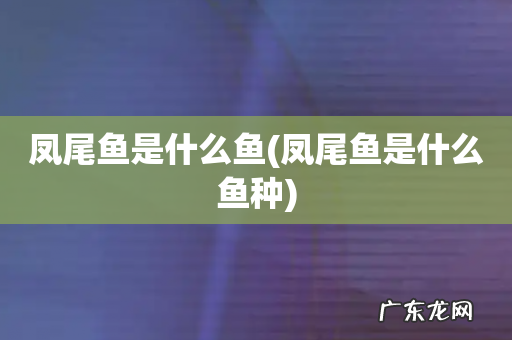 凤尾鱼是什么鱼种 凤尾鱼是什么鱼