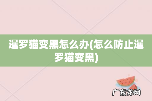 怎么防止暹罗猫变黑 暹罗猫变黑怎么办