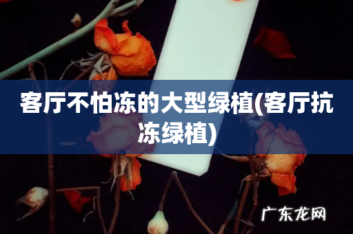 客厅抗冻绿植 客厅不怕冻的大型绿植