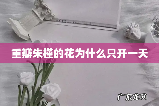 重瓣朱槿的花为什么只开一天