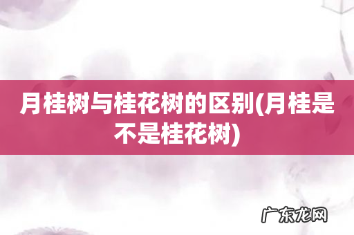 月桂是不是桂花树 月桂树与桂花树的区别