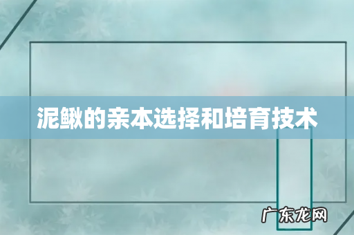 泥鳅的亲本选择和培育技术