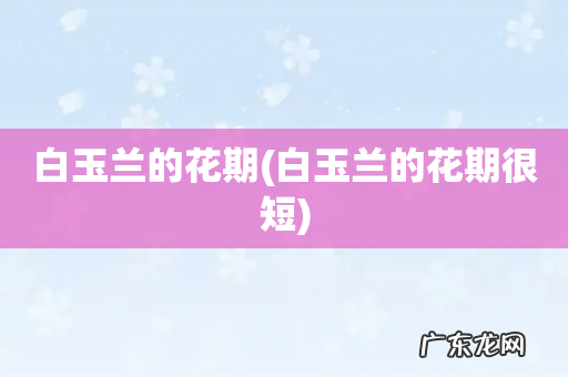 白玉兰的花期很短 白玉兰的花期