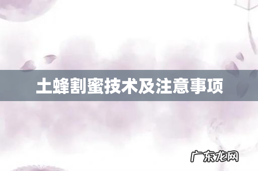 土蜂割蜜技术及注意事项